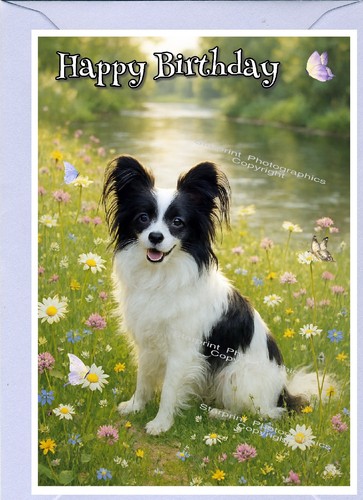 Papillon butterfly dog x - dog, (4"x