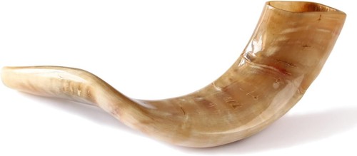 Authentic ram horn - horn, shofar