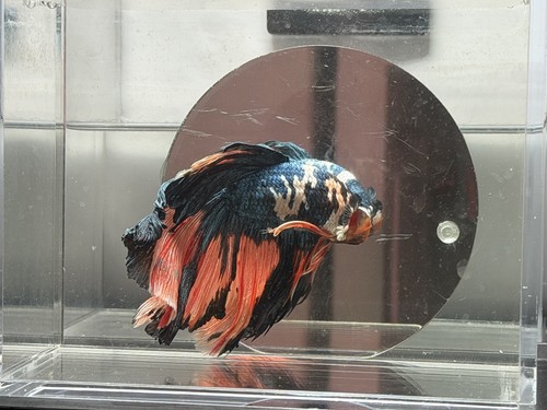 Giant halfmoon betta - giant,