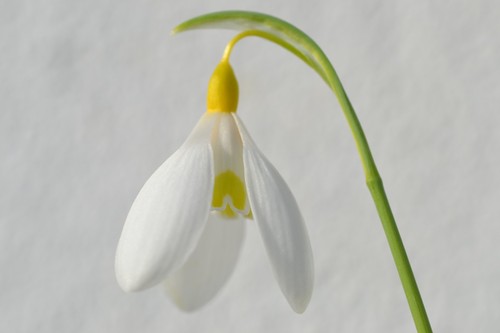 Galanthus dryad gold bullion - dryad,