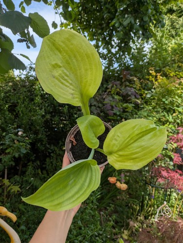 Hosta sum and substance 12 - substance,