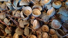100 Acorn Cups from Mature
