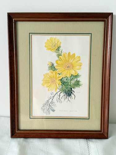 Vintage framed botanical print - botanical,
