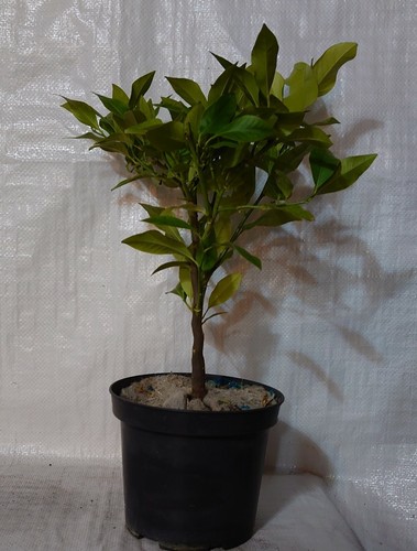 Citrus orange - orange,,