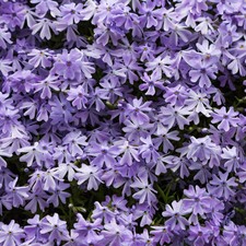Phlox subulata emerald blue - phlox,