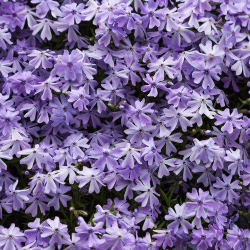 Phlox subulata emerald blue - phlox,