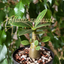 Adenium Arabicum “Red Skin”. Desert Rose, 2 Seeds.