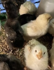 12 x FERTILE CHICKEN