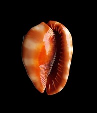 SHELL CONCHIGLIA CASSIS RUFA mm.132 beautiful color MADAGASCAR