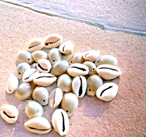 Pcs natural cowrie shell - ,
