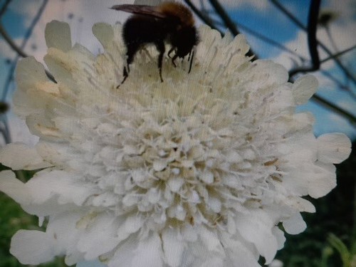 White field scabious - ,