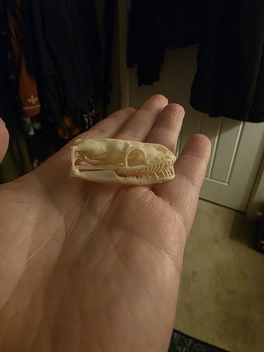 Python skull - python,