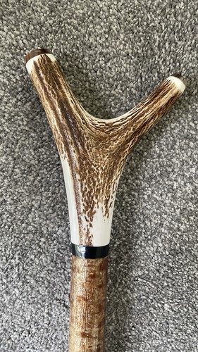 Stag horn hazel - horn, &