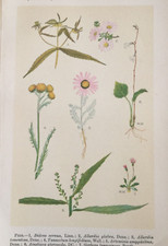 Antique Botanical Print Bur
