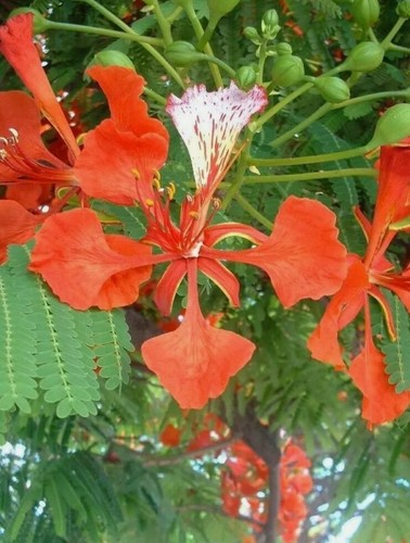 Delonix regia flamboyant - -,