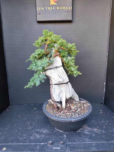 Tanuki needle juniper bonsai - tanuki,