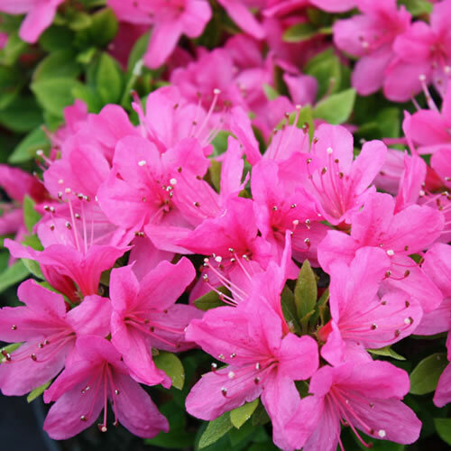 Azalea geisha pink - x, 'geisha