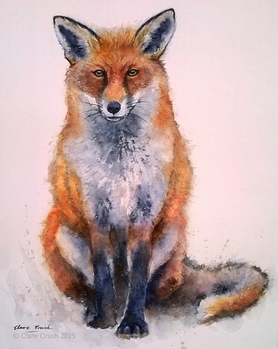 Red fox animal - fox,