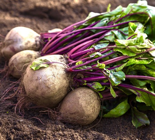 Beetroot detroit crimson globe - beetroot,