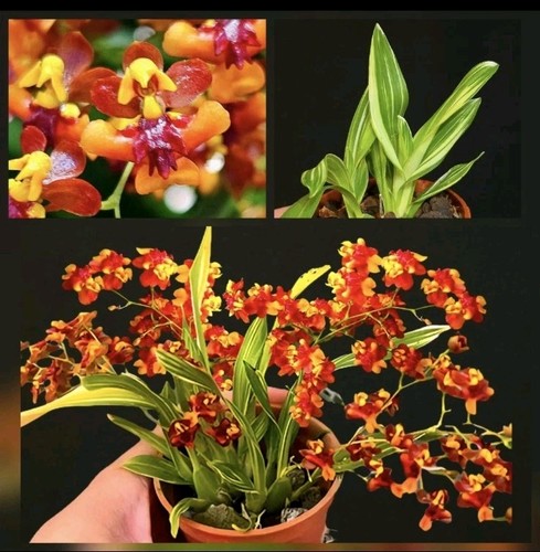 Rare oncidium gold dust tiny - rare, 'tiny