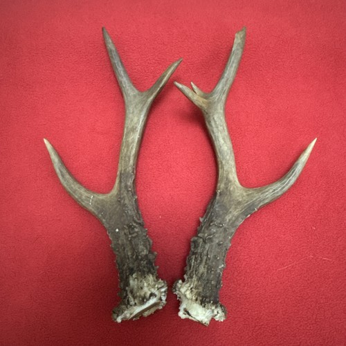 Pair roe deer - pair, 176g