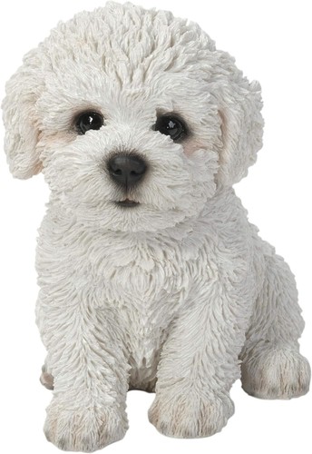 Cute bichon frise - frise, puppy