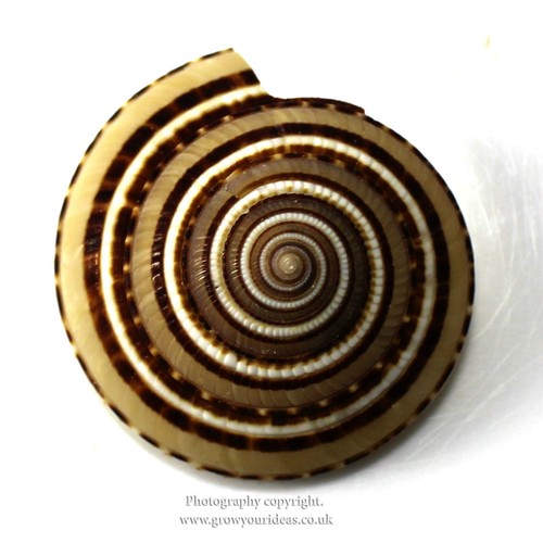Large sundial seashells with - ,