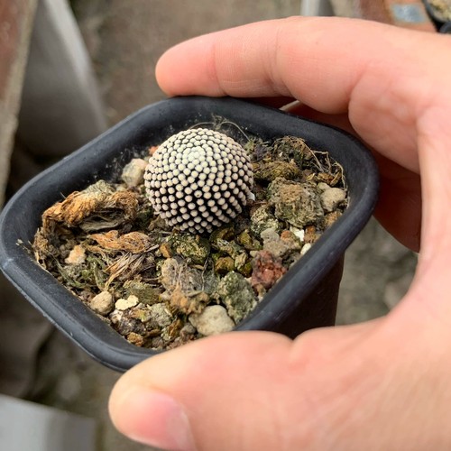 2cm succulent cactus - 1.5-2cm,