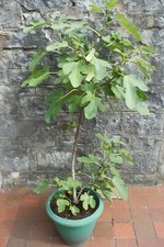 Ficus ‘Brown Turkey’ / Fig