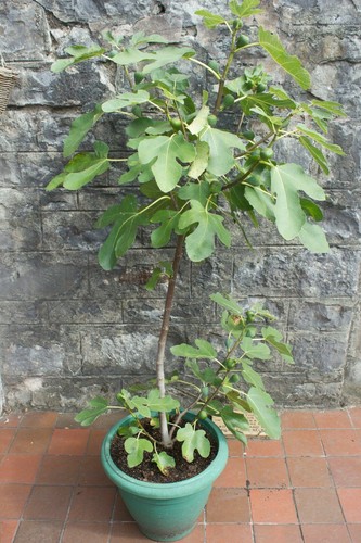 Ficus brown turkey - ficus, ‘brown