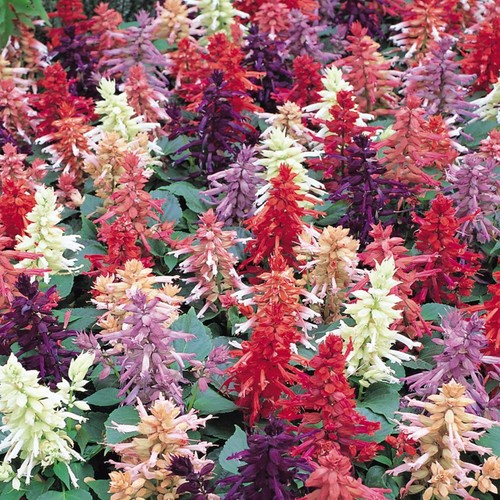 Salvia vista mixed colourful - salvia, |
