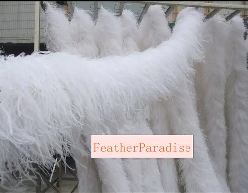 Snow white ostrich feather - ostrich,