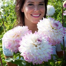 Hapet Blue Eyes Lilac White