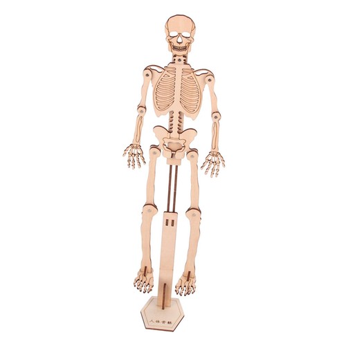 Science toy human - science, skeleton