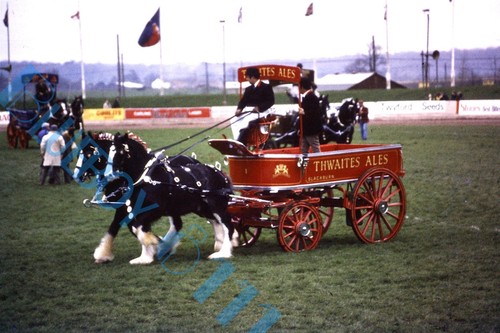 Thwaites ales horse drawn - drawn, dray