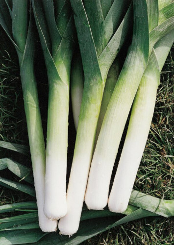 Leek plug plants grow your - plants,