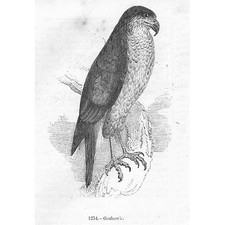 BIRDS Goshawk - Antique Print 1856