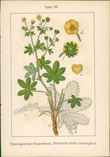 Lithograph: Thuringian fingerwort, Potentilla dubia thuringiaca. Bastard: