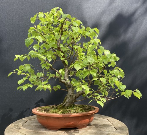 Downy birch native - downy, bonsai