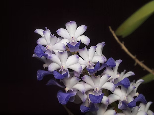 Rare rhynchostylis coelestis - rhynchostylis,