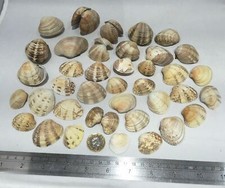Sea shells - natural small