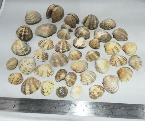 Sea shells natural small - shells,