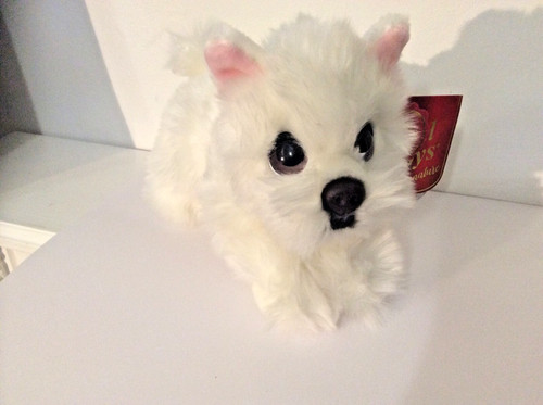 Westie scottie dog cuddle - westie.scottie, dog..cuddle