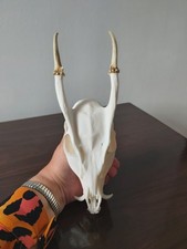 Muntjac Buck Deer Skull Taxidermy Antlers Gothic