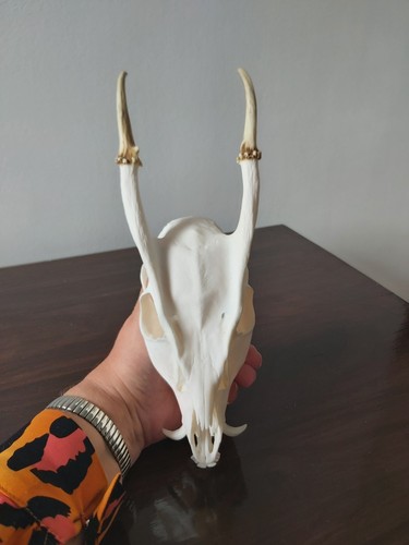 Muntjac buck deer skull - muntjac,