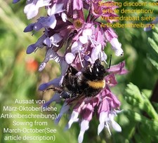 Quirlblütiger Salbei, Salvia verticillata, lilac sage, 200 seeds, samen