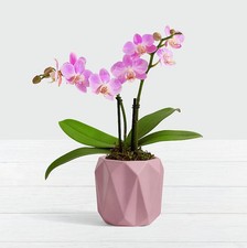Orchid Pink Gin Miniature Phalaenopsis - Desktop Houseplant Gift for Winter