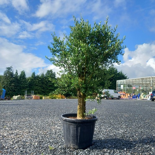 6ft olive tree a - 1,