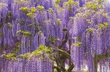 Wisteria sinensis blue