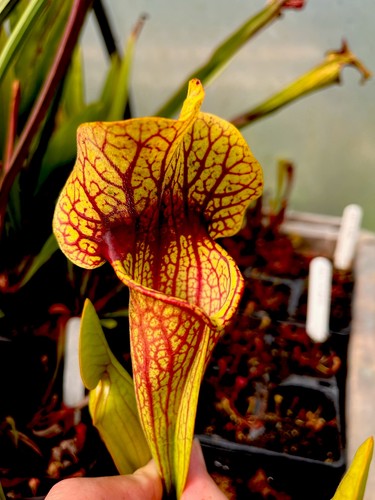 Sarracenia catesbaei bengal - sarracenia, x